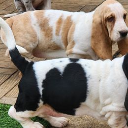 Basset Hounds and Great Danes from Show Me Great Danes
