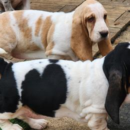 Basset Hounds and Great Danes from Show Me Great Danes