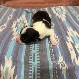 Wagyu - Black and tan male Pembroke Welsh Corgi puppy in Huntington, Texas from Flower Hill Farm