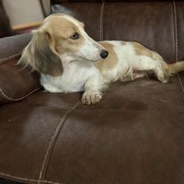 MARY JANE - Dachshund