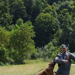 Belgian Malinois and Dutch Shepherd All Grown Up from Torgun Police Dogs