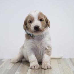 Jolly (Blue band) - Parti male Labradoodle puppy in Plainfield, New Jersey from Caris Paws Poodles and Labradoodles