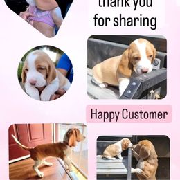 Beagle All Grown Up from Vega Valley Beagles