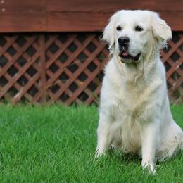 Callie - Golden Retriever