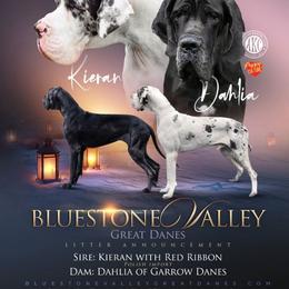 Great Dane puppies from Bluestone Valley Great Danes