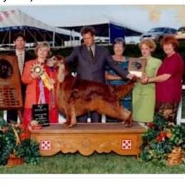 Addy - Irish Setter