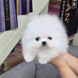 Cloud - White female Pomeranian puppy in Burbank, Arizona from Twins Dream Poms