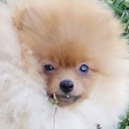 Morris - Pomeranian puppy in Texas from Legenz Pomeranians