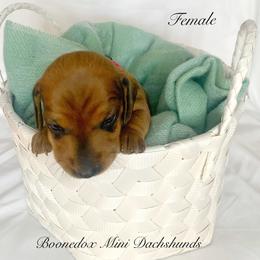 Dachshund Puppies from Marissa's Dachshunds (BooneDox Mini Dachshunds)