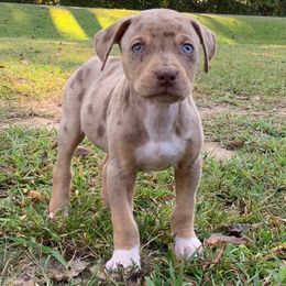 Green collar male - Red merle male Catahoula Leopard Dog puppy in Gadsden, Alabama from Rich Cat’s