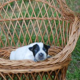 1 - Blue mottled male Australian Cattle Dog puppy in Buffalo Valley, Tennessee from Buffalo Valley Breeders
