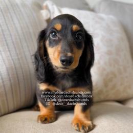 Bear - Black and tan male Dachshund puppy in Cape Coral, Florida from Dear Dachshunds