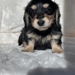 Cold brew - Black and cream male Dachshund puppy in Murrieta, California from Dash of Love