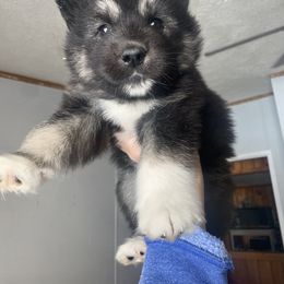 Siberian Husky Puppies from Douglas Mountain Farm and Kennel