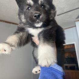 Siberian Husky Puppies from Douglas Mountain Farm and Kennel