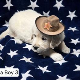 Linda Boy 3 - Light golden male Golden Retriever puppy in Niles, Michigan from Composer Goldens