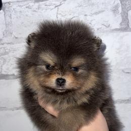 Bluey - Blue and tan female Pomeranian puppy in Perry County, Ohio from Speechless Pom’s