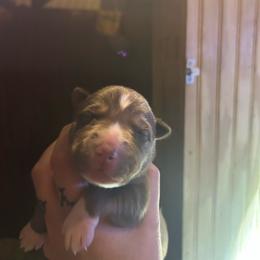 Copper boy - Red and white male Siberian Husky puppy in Wheeling, West Virginia from Powells Huskies