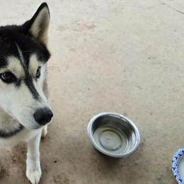 Siberian Huskies from Sierra Pace