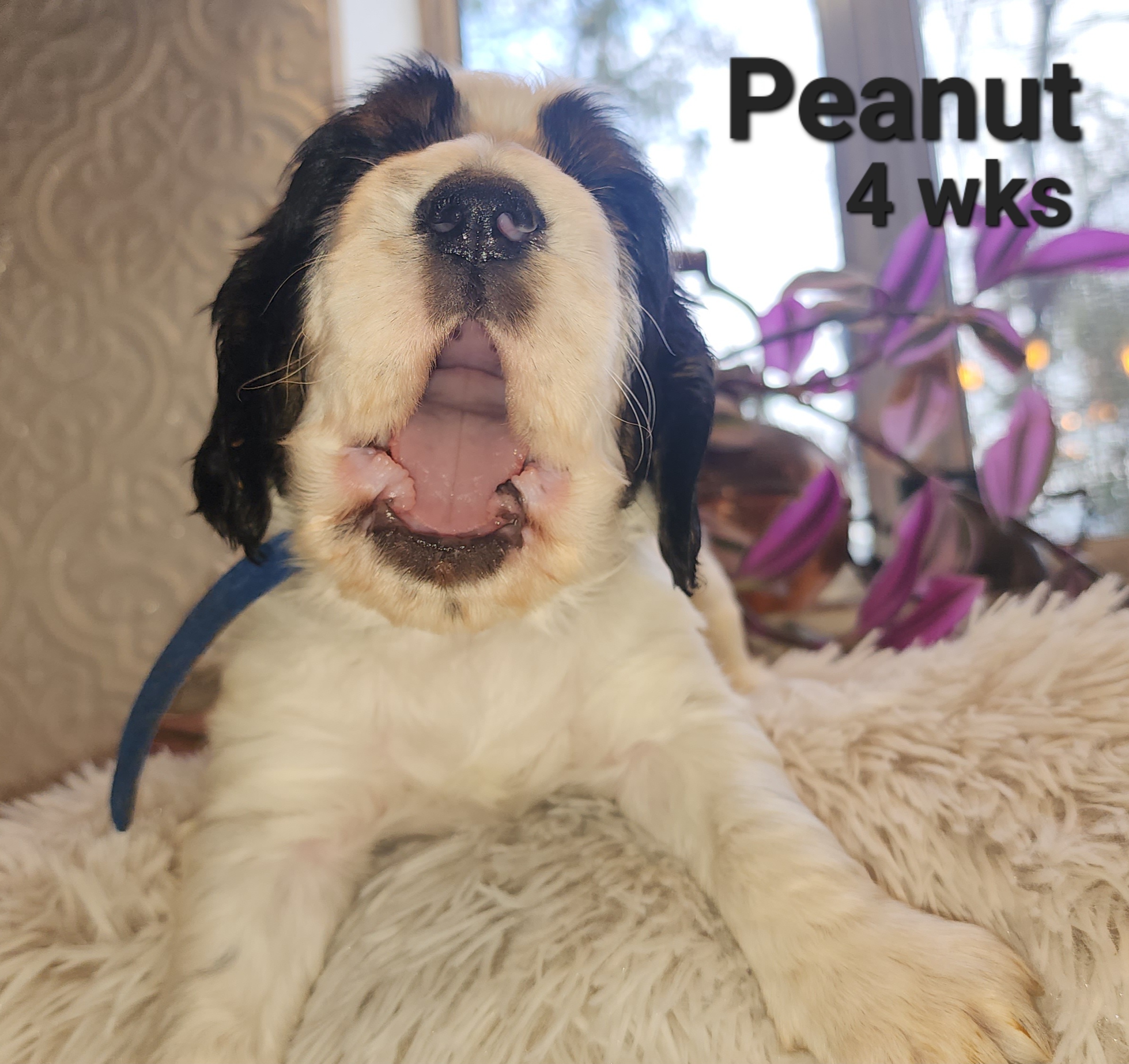 Boy 1 - Black white and tan English Springer Spaniel puppy in Roseburg, Oregon from Enos Ranch Springer Spaniels