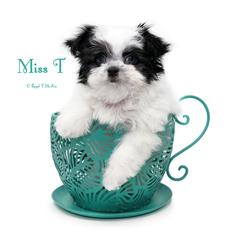 Miss T - Black female Mi-Ki puppy in Elizabeth, Colorado from Royal T Mi-Kis