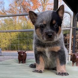 Queen Boy 4 - Blue speckled male Australian Cattle Dog puppy in Monroe, Louisiana from The Sweet Kennels