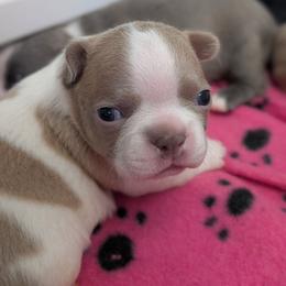 Lilac splash female 3 - Lilac female Boston Terrier puppy in Oak Hills, California from All American Boston Terriers