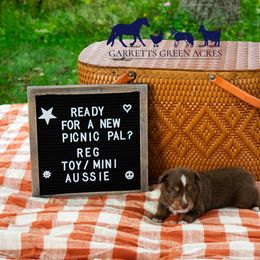 Miniature Australian Shepherd and Toy Australian Shepherd Puppies from Garretts Green Acres