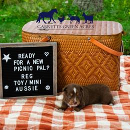 Miniature Australian Shepherd and Toy Australian Shepherd Puppies from Garretts Green Acres