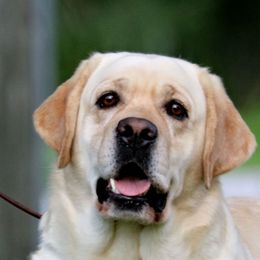 Labrador Retrievers from Windy Hill Labradors