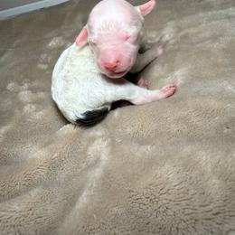 AKC Alvin - Brown Parti Phantom - Parti male Poodle puppy in Tampa, Florida from The Sweet Life of a Toy Poodle