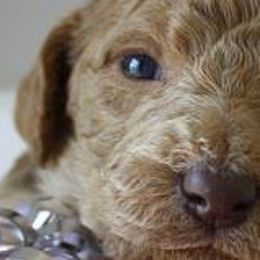 Goldendoodles, Labradoodles, Labrador Retrievers, and Poodles from Apple Creek Doodles