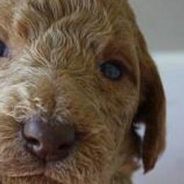 Goldendoodles, Labradoodles, Labrador Retrievers, and Poodles from Apple Creek Doodles