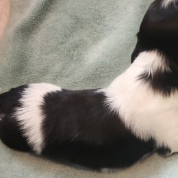 Dachshund Puppies from Happy Acres  Miniature Dachshunds