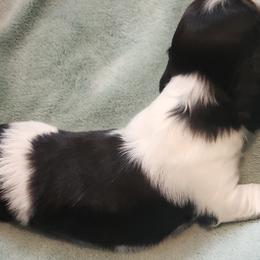 Dachshund Puppies from Happy Acres  Miniature Dachshunds