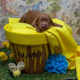 Roo - Red  male Goldendoodle puppy in Williamson, New York from Lakeside Doodles