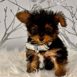 Puffy - Black and tan male Yorkshire Terrier puppy in Aurora, Colorado from Exotic Kennels Co
