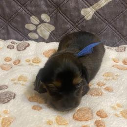 ZOEY - Black female Dachshund puppy in Elizabethtown, Kentucky from Teeny Tiny Puppy Tails