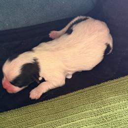 Sami - Black and white male Havanese puppy in Hudson, New York from Havanese of Claverack and Hudson Valley Labradors