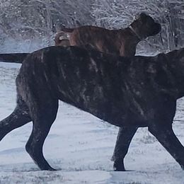 Cane Corso from Titan Farms