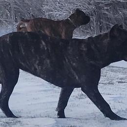 Cane Corso from Titan Farms