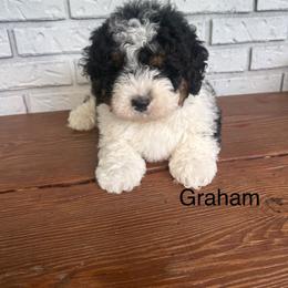 Graham - Phantom male Goldendoodle puppy in Wiggins, Mississippi from Fancy Pants Doodles