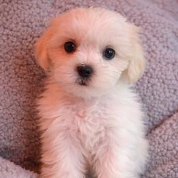 Gray collar - Gold and white female Shorkie puppy in Staten Island, New York from Sensational Shorkies