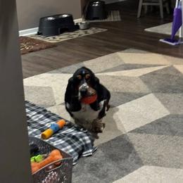 Grover - Basset Hound