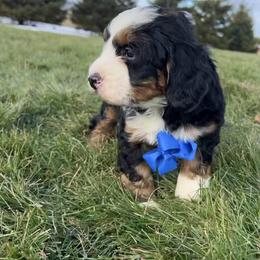 Marco - Tri-color male Bernedoodle puppy in Mint Hill, North Carolina from DoodleForever