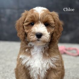 Chloe - Red  female Goldendoodle puppy in Milford, Indiana from Railway Acres Kennel