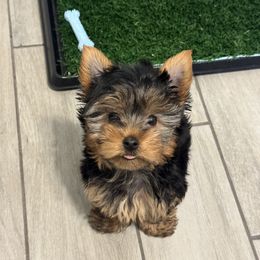 Shih Tzu and Yorkshire Terrier Puppies from Tiny Puppies World