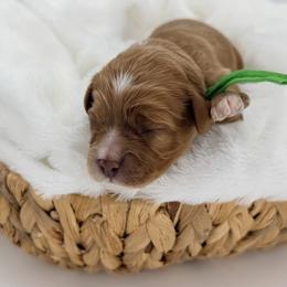 Green - Cream female Cavapoo puppy in Georgetown, Texas from Mc Doodles of Texas LLC