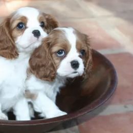 Cavalier King Charles Spaniels from Kolaci Cavaliers