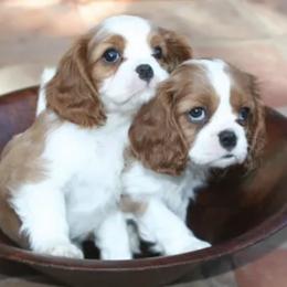Cavalier King Charles Spaniels from Kolaci Cavaliers